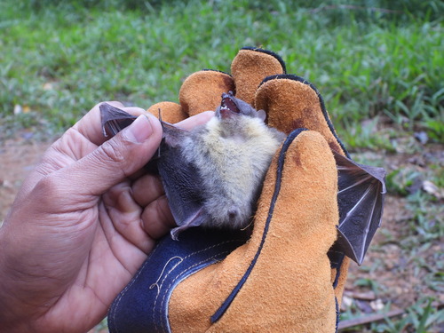Sulawesi Black-capped Fruit Bat (Chironax tumulus) — Data Deficient Mammalia