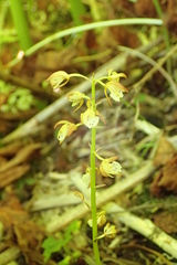 Oreorchis patens