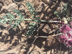 Cymopterus