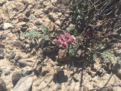 Cymopterus