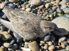 Calidris bairdii