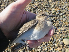 Calidris bairdii