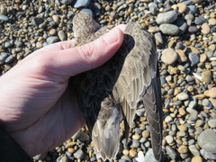 Calidris bairdii