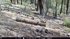 Sciurus nayaritensis apache