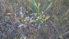 Gentianopsis virgata
