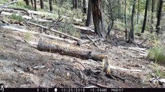 Sciurus nayaritensis apache
