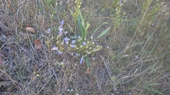 Gentianopsis virgata