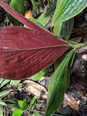 Costus amazonicus krukovii
