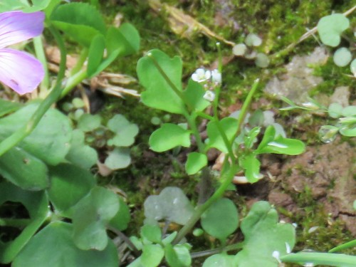 Cardamine occulta image