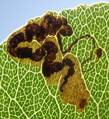 Pear-tree Pigmy