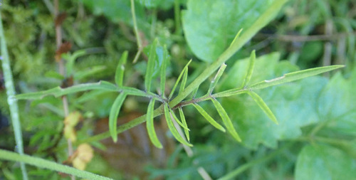 Scabiosa columbaria leaves