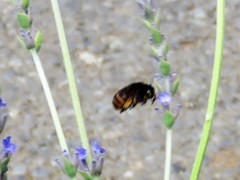 Amegilla quadrifasciata maderae