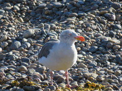 Leucophaeus scoresbii