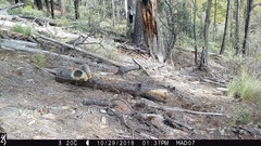 Sciurus nayaritensis apache