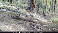 Sciurus nayaritensis apache