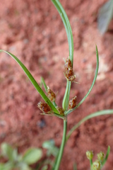 Fimbristylis dichotoma ochotensis