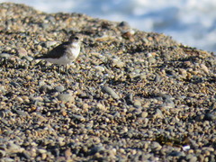 Charadrius falklandicus