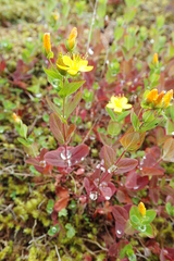Hypericum kamtschaticum