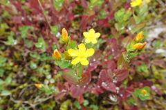 Hypericum kamtschaticum