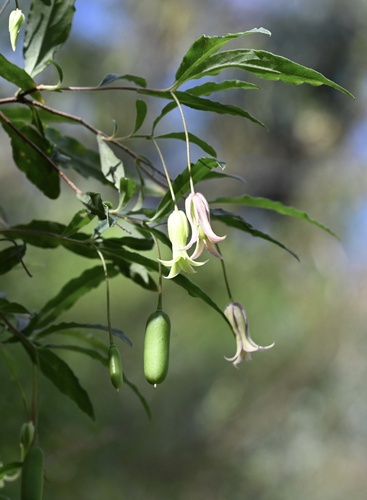 Billardiera mutabilis Salisb.