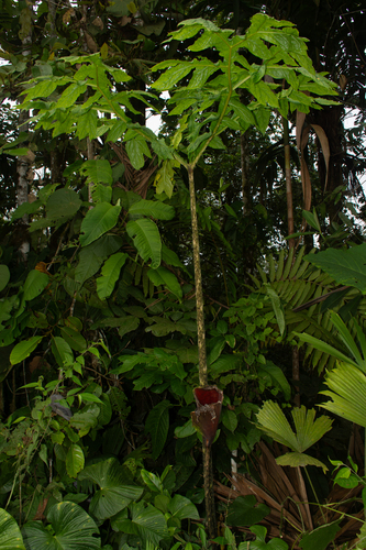 Dracontium