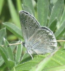 Icaricia icarioides missionensis
