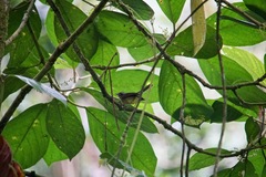 Basileuterus melanotis