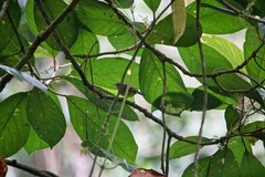 Basileuterus melanotis