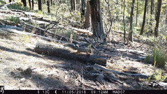 Sciurus nayaritensis apache