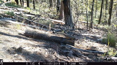 Sciurus nayaritensis apache
