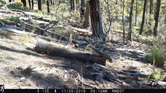 Sciurus nayaritensis apache