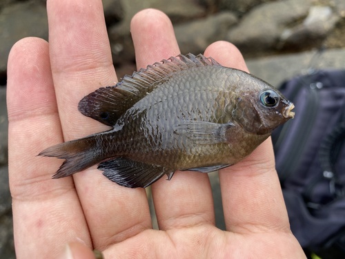 Manyspine damsel (Pomacentrus polyspinus) — Pomacentridae — 3