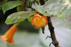 Solenophora calycosa