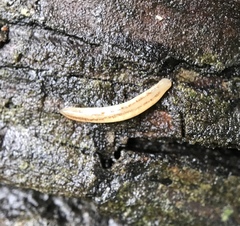 Argonemertes dendyi
