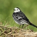 Pied Wagtail - Photo (c) naturpel, some rights reserved (CC BY-NC), uploaded by naturpel