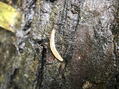 Argonemertes dendyi