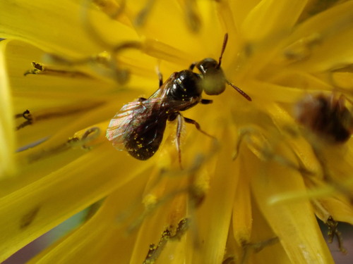 iNaturalist observation photo of Arizona Small carpenter