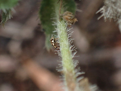 iNaturalist observation photo of Twenty-spotted Lady Beetle