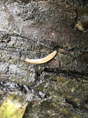 Argonemertes dendyi