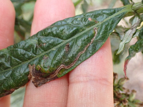 iNaturalist observation photo of Liriomyza leaf-mining flies