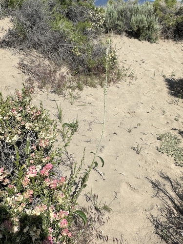 Image of Thelypodium milleflorum by (c) Matt Berger, some rights reserved (CC BY)