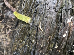 Argonemertes dendyi
