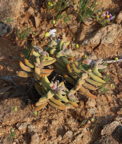 Crassula grisea