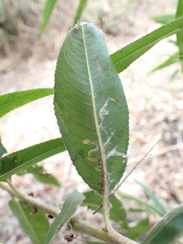iNaturalist observation photo of Stigmella salicis group