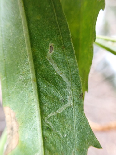 iNaturalist observation photo of Phytomyzinae