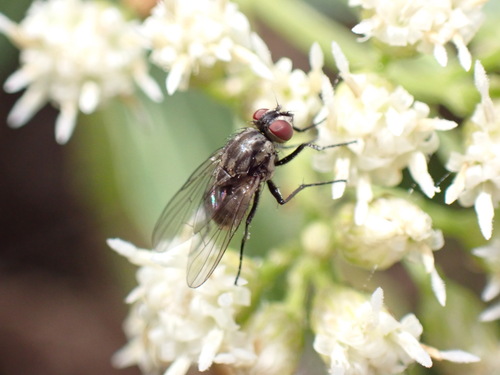 iNaturalist observation photo of Muscoid Flies
