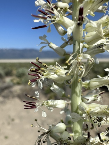 Image of Thelypodium milleflorum by (c) Matt Berger, some rights reserved (CC BY)