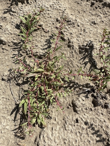 Image of Eremothera minor by (c) Matt Berger, some rights reserved (CC BY)