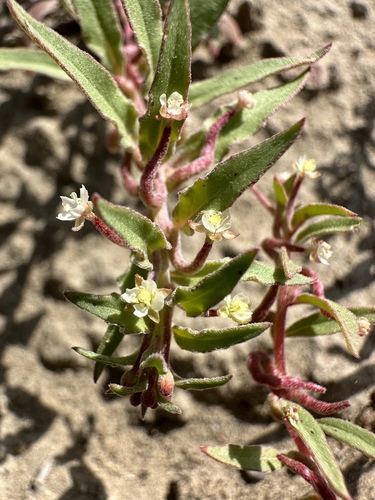 nelson's evening-primrose (Eremothera minor)