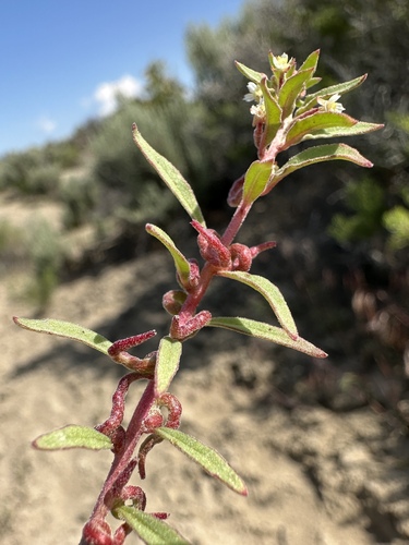 Image of Eremothera minor by (c) Matt Berger, some rights reserved (CC BY)